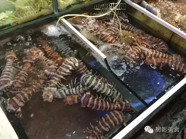 香港西贡海鲜市场,珍稀野生鱼类宝典! 食材宝典 第36张 香港西贡海鲜市场,珍稀野生鱼类宝典! 食材宝典 第36张