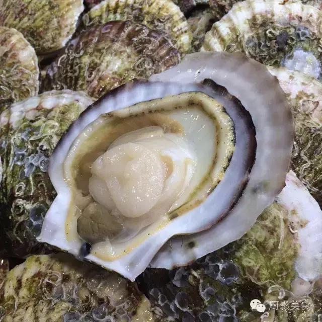 香港西贡海鲜市场,珍稀野生鱼类宝典! 食材宝典 第39张 香港西贡海鲜市场,珍稀野生鱼类宝典! 食材宝典 第39张