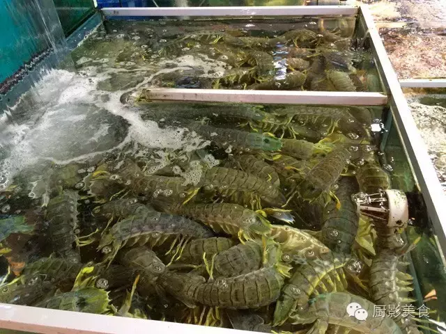 香港西贡海鲜市场,珍稀野生鱼类宝典! 食材宝典 第67张 香港西贡海鲜市场,珍稀野生鱼类宝典! 食材宝典 第67张
