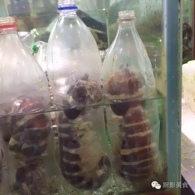 香港西贡海鲜市场,珍稀野生鱼类宝典! 食材宝典 第37张 香港西贡海鲜市场,珍稀野生鱼类宝典! 食材宝典 第37张