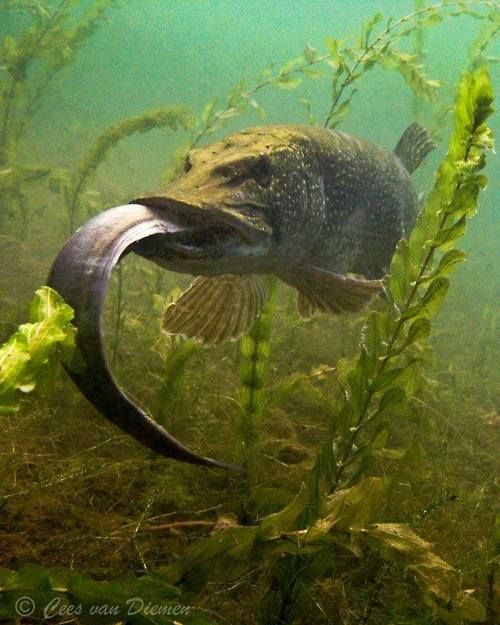 白斑狗魚,白斑狗魚主要分布在哪個(gè)洲的淡水流域