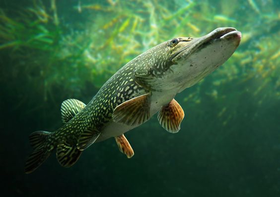 白斑狗魚,白斑狗魚主要分布在哪個(gè)洲的淡水流域