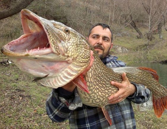 白斑狗魚,白斑狗魚主要分布在哪個(gè)洲的淡水流域