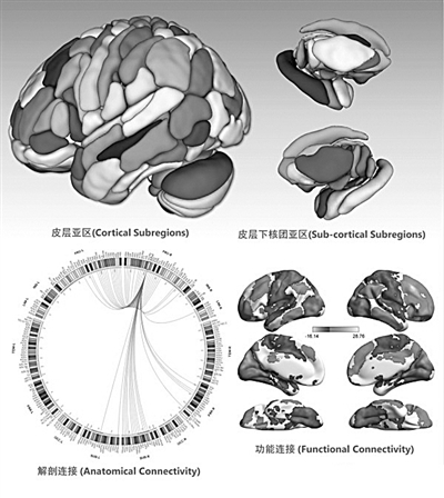 全新脑图谱： 绘制人脑精准“地图”