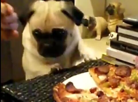 狗狗可怜看着主人吃披萨，也想咬一口，没想到主人却这样无视它