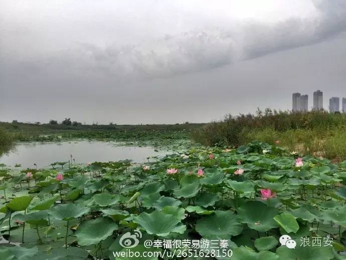 西安灞渭桥车游湿地：放松心情、亲近自然的新去处