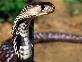 世界最毒的毒蛇第一名，盘点全球十大毒蛇？
