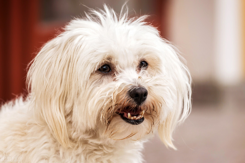 世界名犬排名 第一名的狗狗贵的吓死人 行业资讯 中国犬业联盟