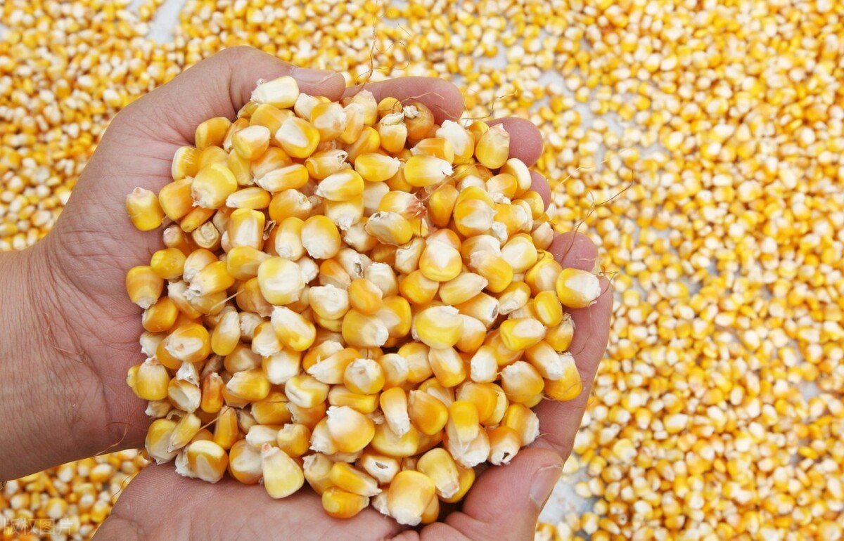 山东玉米全面大涨，集体突破1.5元，庞大进口来袭，会降吗？