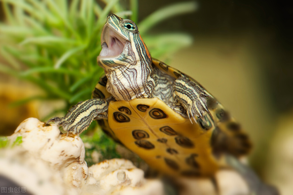 為什麼烏龜喜歡咬來咬去？ 原因是這7點，應從根源上預防