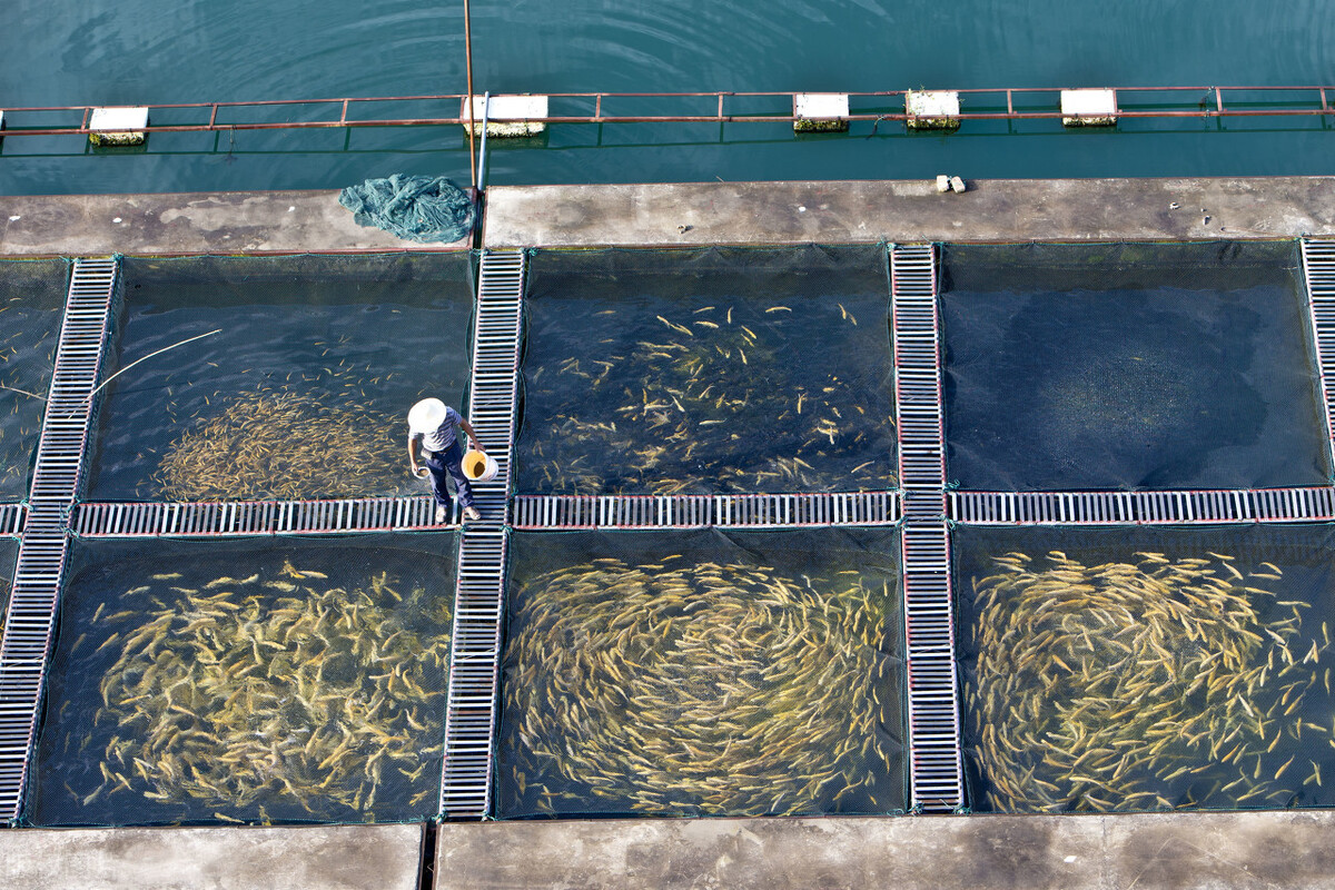 千島湖的秘密：20年“以魚(yú)養(yǎng)水”，鰱鳙成最大“功臣”？