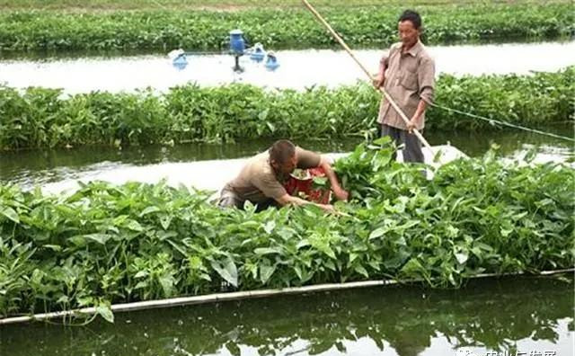 鱼塘种植空心菜改善水质的探讨