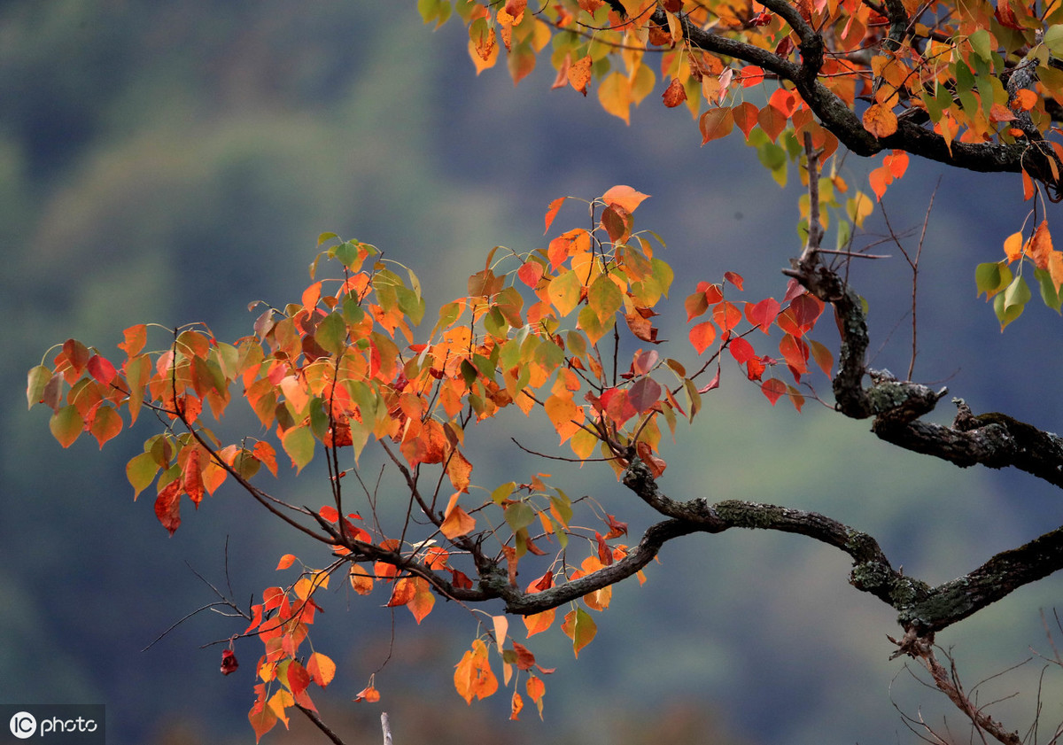 十首关于秋天的诗词，醉美了整个秋天-第1张图片-诗句网