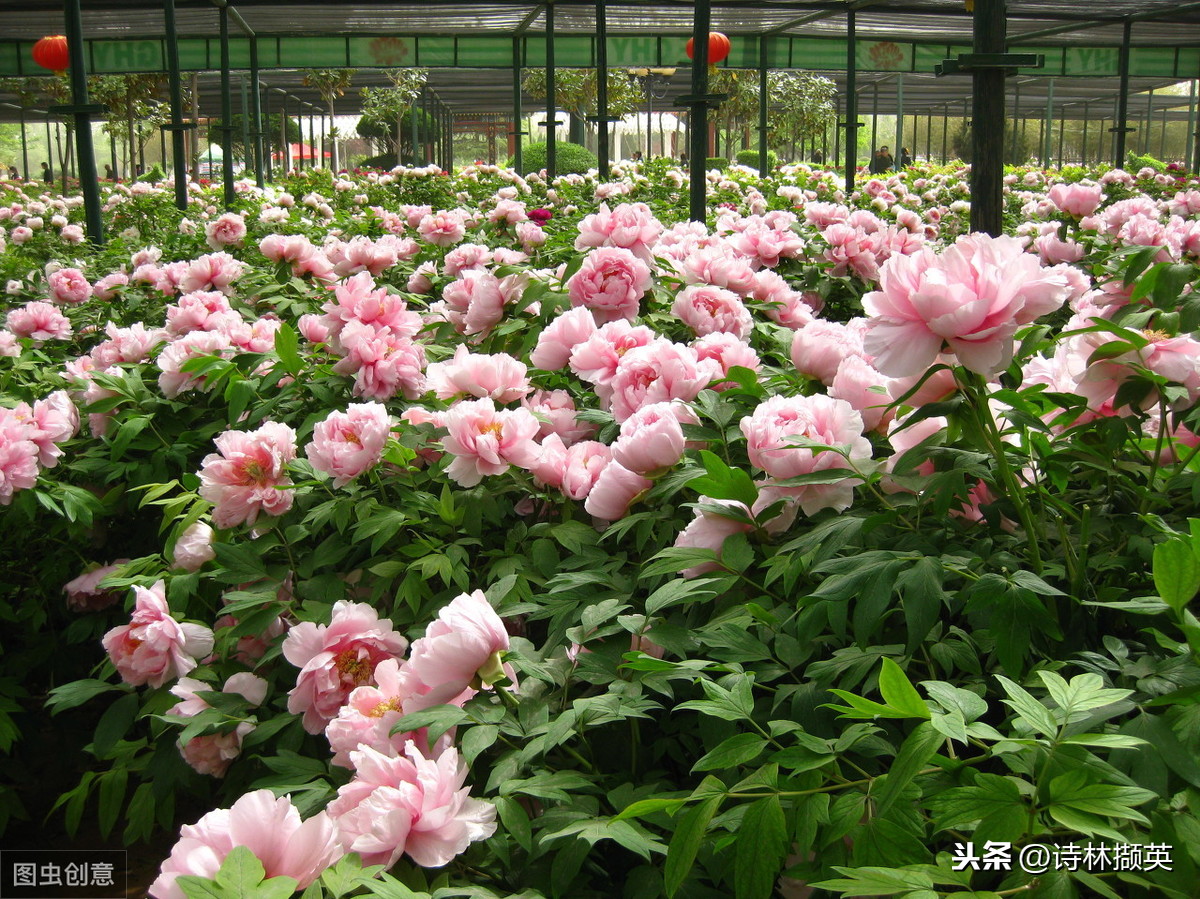 唯有牡丹真国色，花开时节动京城。-第8张图片-非凡网