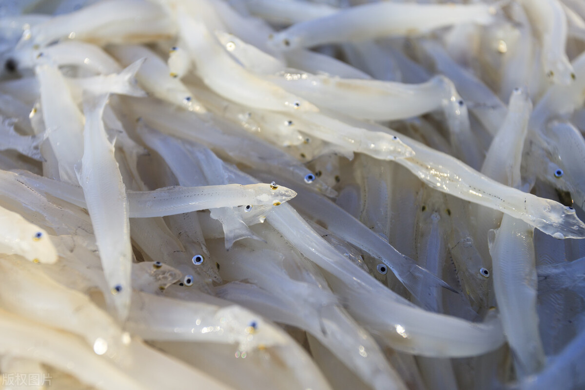 赛里木湖：高白鲑移植20年，如今成冷水鱼“宝藏”？