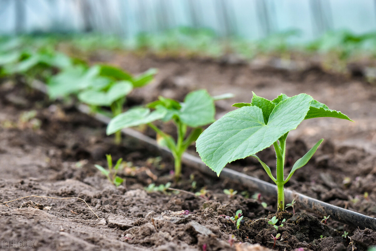 黄瓜栽培技术和管理方法，黄瓜的种植与管理|admin_人人点