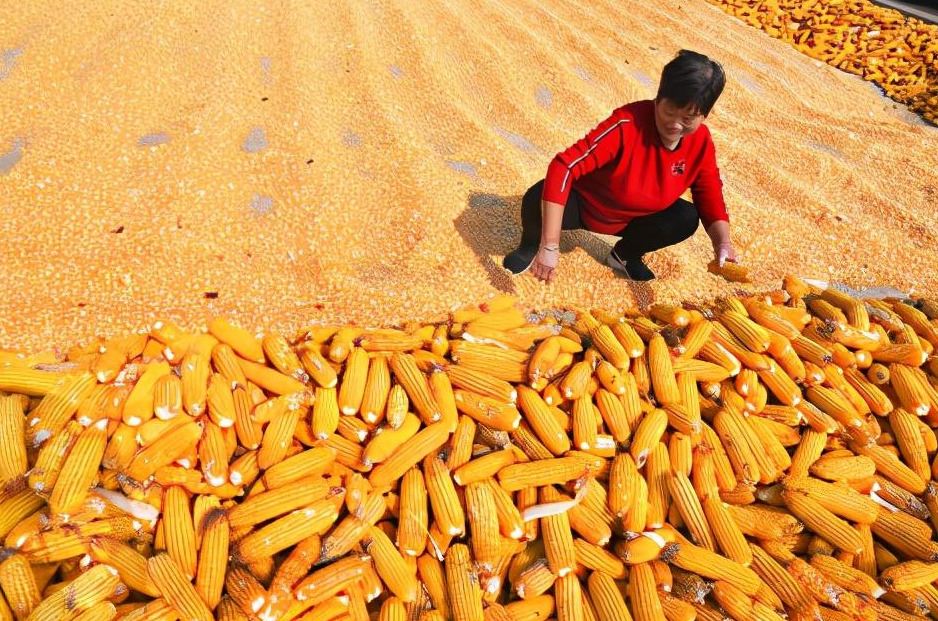 玉米价格创四年新高，未来走势如何？农业农村部：继续上涨缺乏支撑