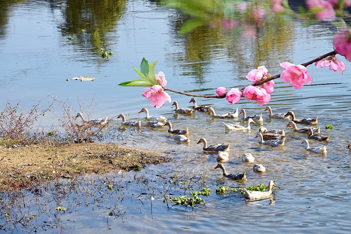 飞花令：春——100句最美春天古诗词-第11张图片-非凡网