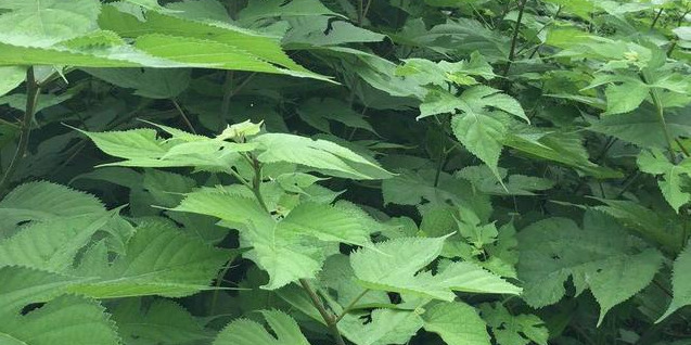 构乡情构树鸡——吃益生菌长大的鸡