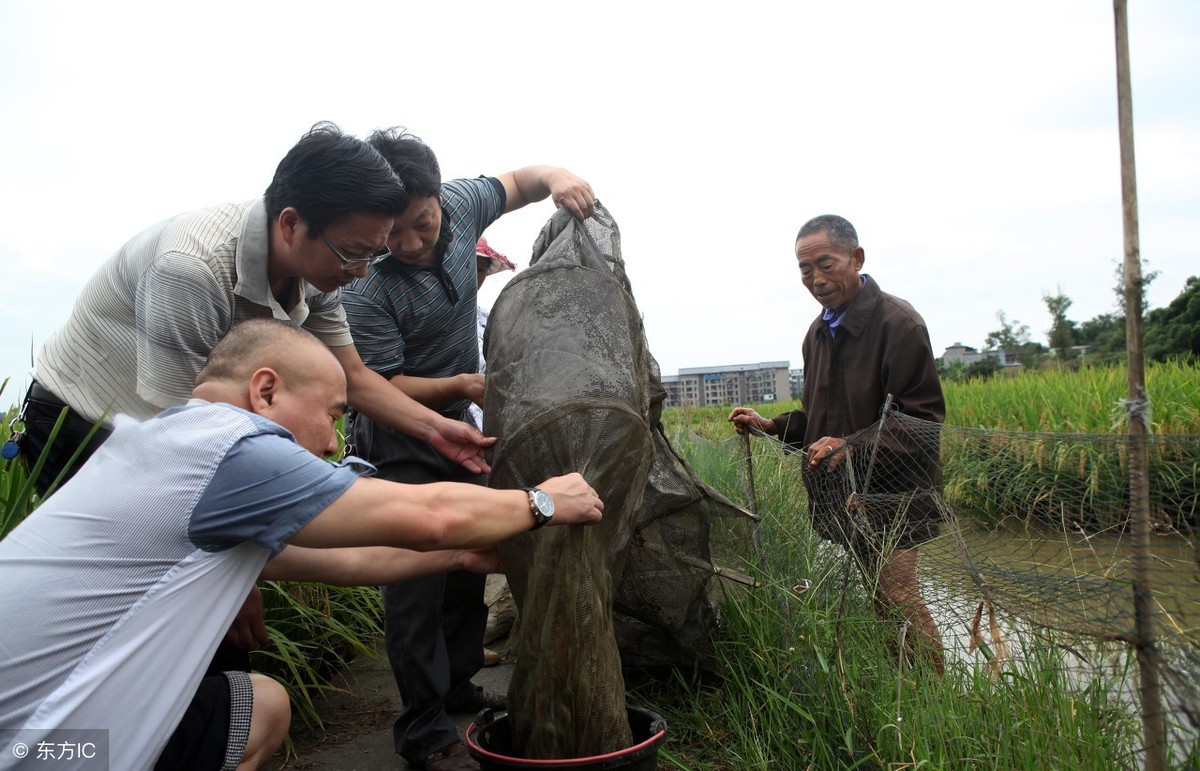 泥鳅养殖如何提升附加值？科学喂养，让泥鳅养殖更高效