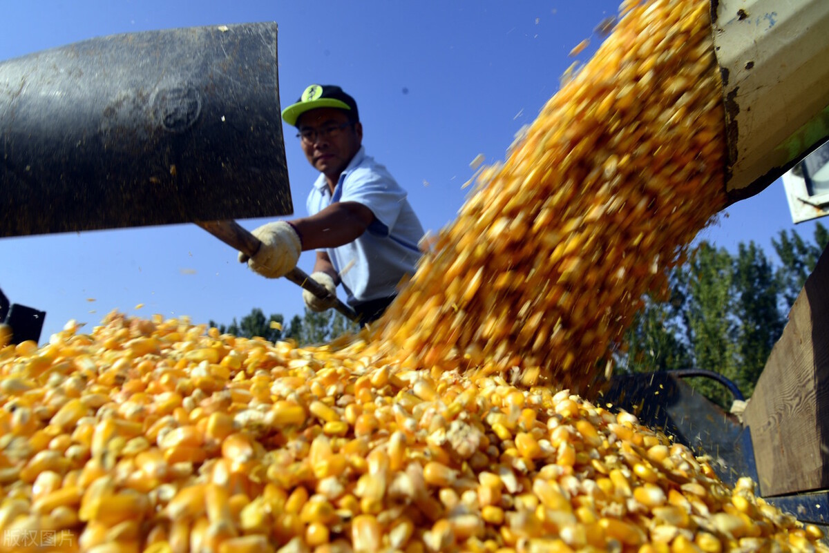 玉米价格持续上涨，农户为何不愿意出售