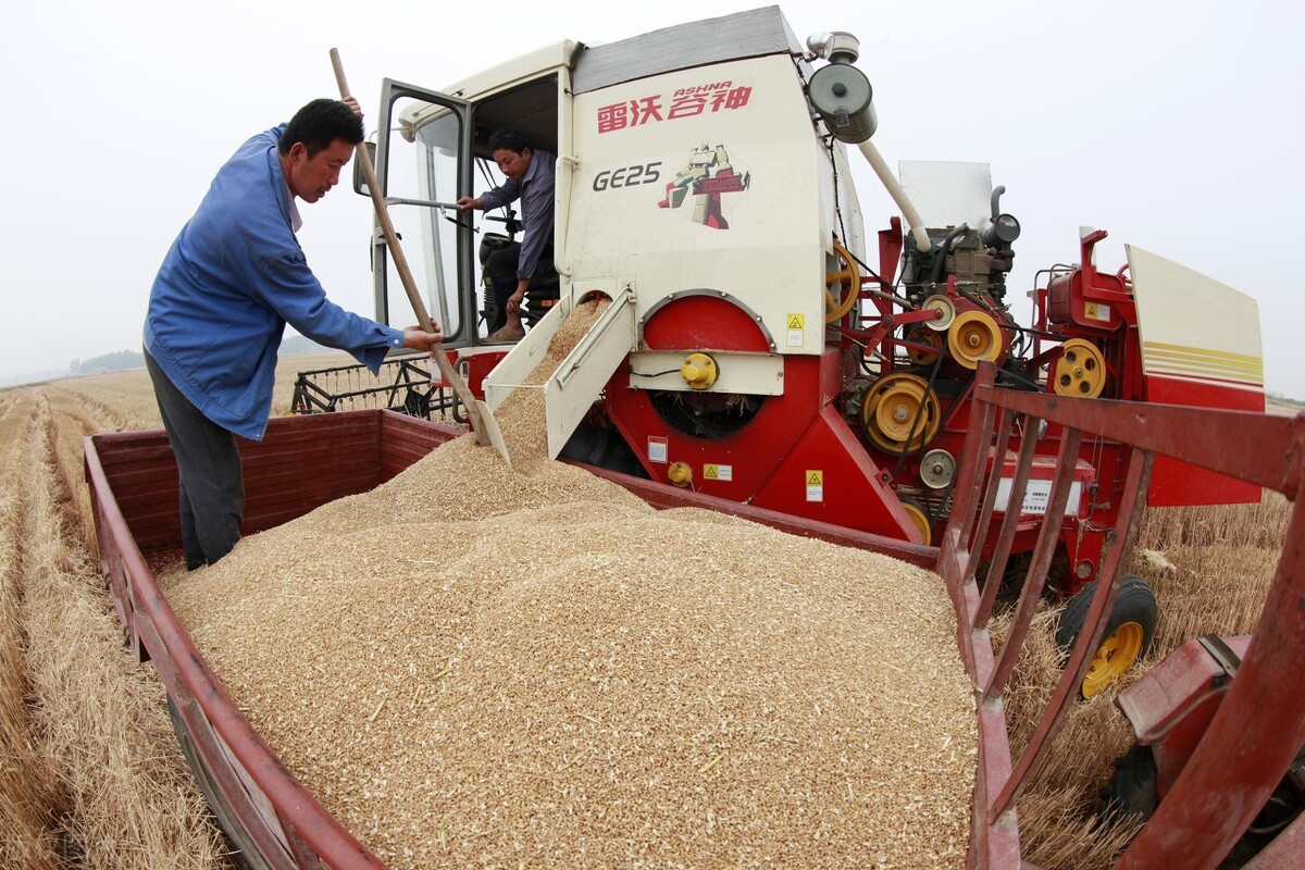 粮价涨出新高度，玉米在前，小麦水稻紧随其后，11月能涨到多少