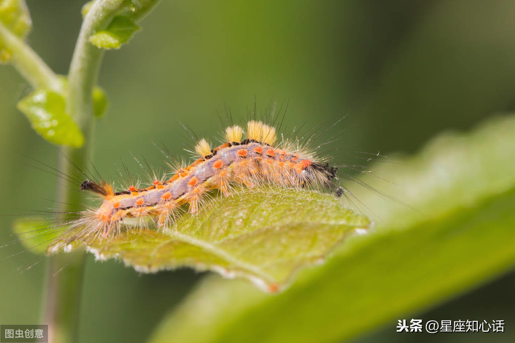 十二星座最害怕哪些动物？双子胆小如鼠，处女让人抓狂