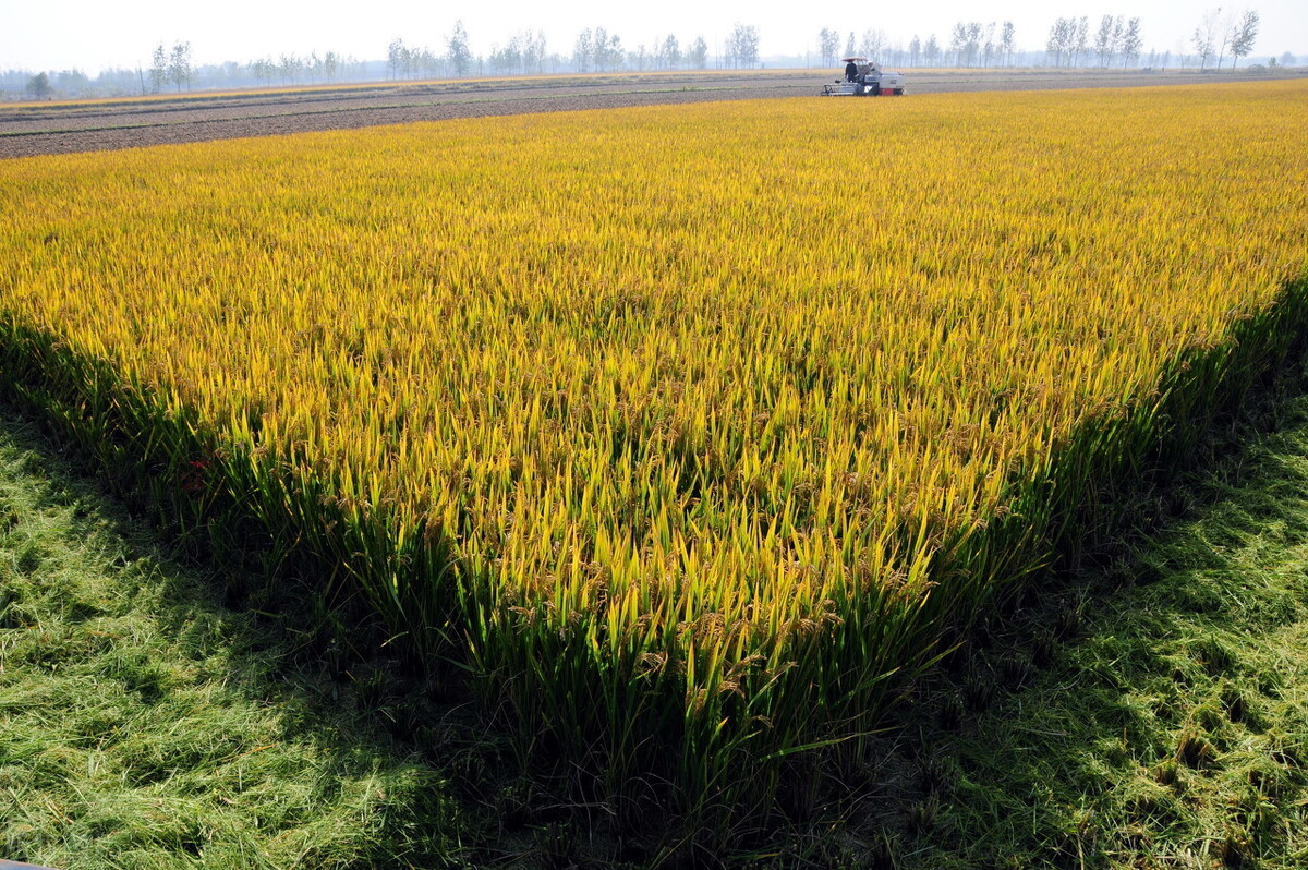 水稻同比涨7.17%，还能大涨吗？玉米下跌，稻谷要完？