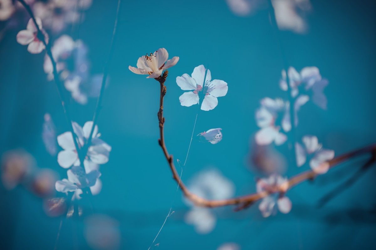 飞花令：春——100句最美春天古诗词-第1张图片-非凡网