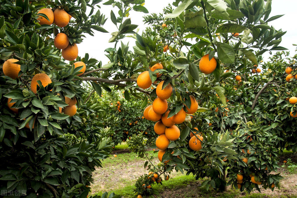 今年4种水果价格大降，2种价格大涨，市场波动农民种植不易