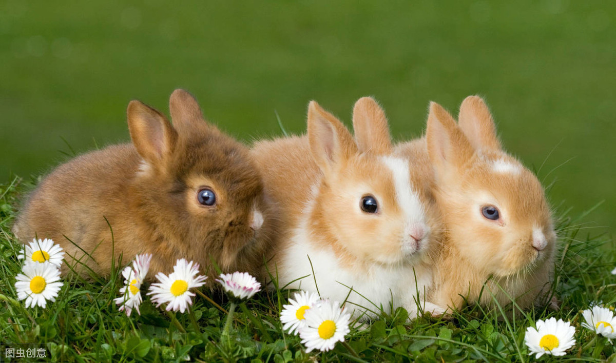 怎么养宠物兔子？，这里有最详细的宠物兔饲养方法？