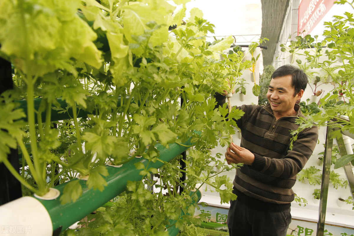 种植温室大棚为什么喜欢无土栽培种植？一文看懂国内外无土栽培