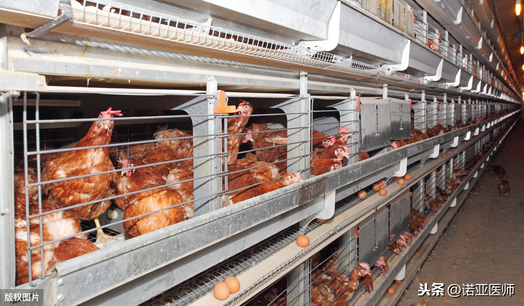 警惕：工厂养殖类鸡肉（非有机）！不能吃