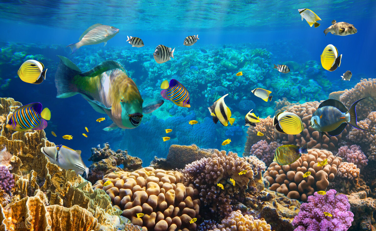 南海过去30年珊瑚面积减少80%，或与塑胶及微粒污染严重相关