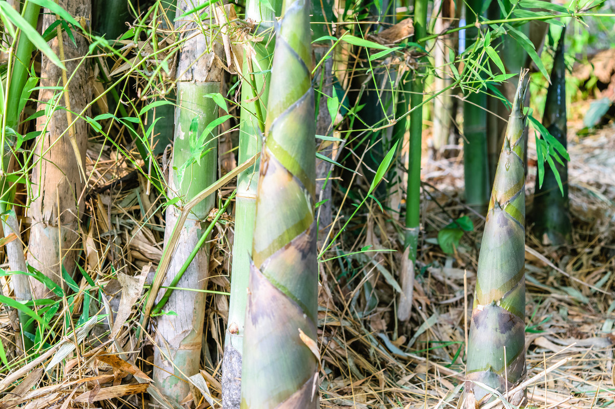竹笋种植栽培技术要点，你了解多少，不妨看看