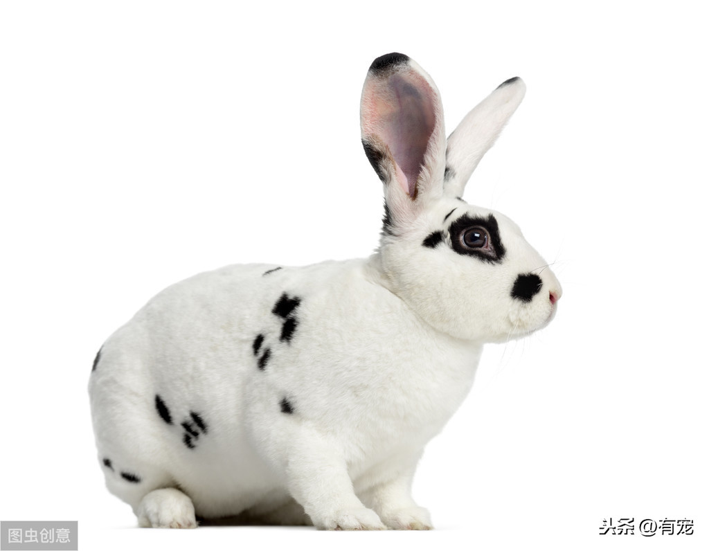 5種最受歡迎的兔子，你見過幾種呢？
