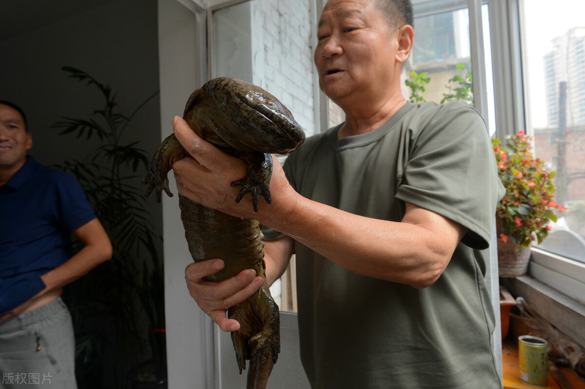 娃娃魚(yú)的“詭異市場(chǎng)”：僅3%流向餐桌，熱潮后誰(shuí)落得一地雞毛？