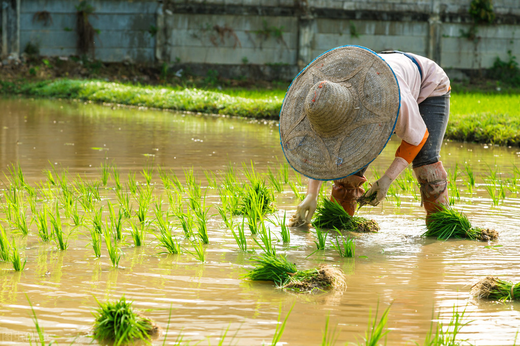 红豆薏米祛湿茶不能加大米，大米生湿？湿气重的人该怎样吃大米？