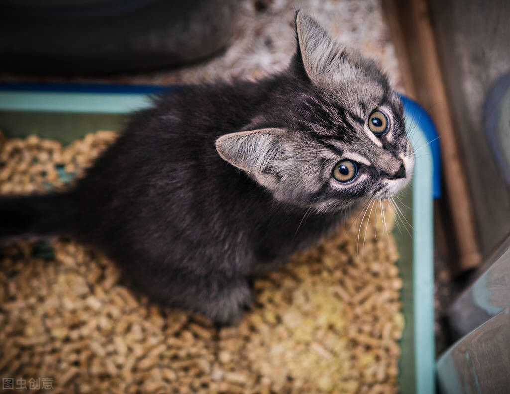 养猫入坑——「选择猫砂」