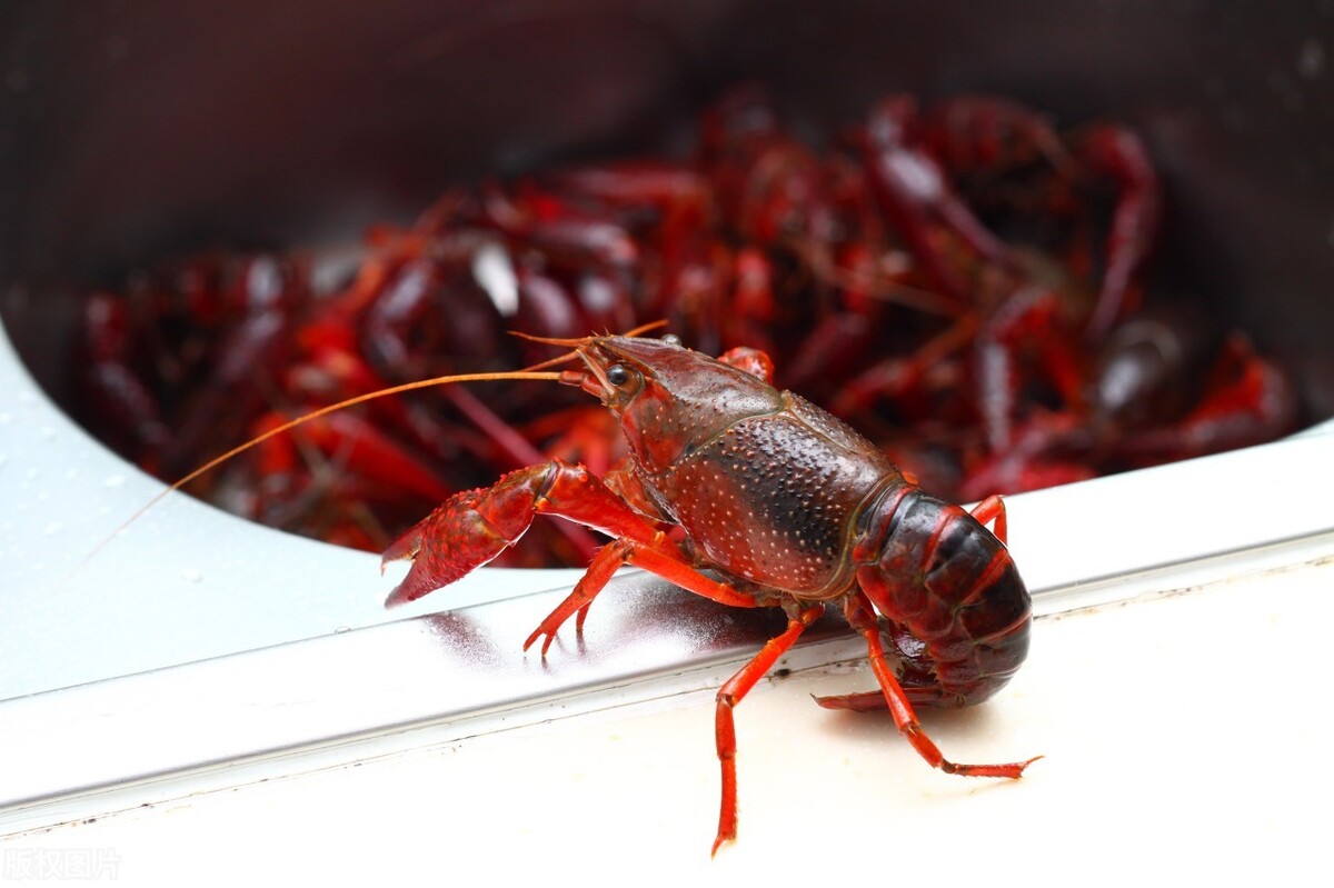 小龙虾泛滥为何让人怕，野生的小龙虾能吃吗？小龙虾有多厉害？
