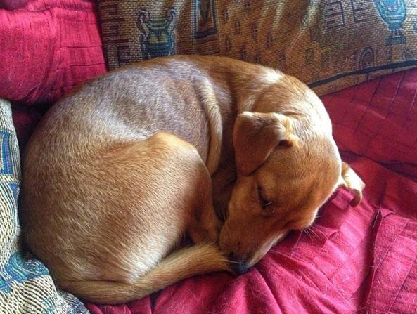 狗狗不同睡姿代表不同情绪，蜷缩睡觉的狗狗没有安全感