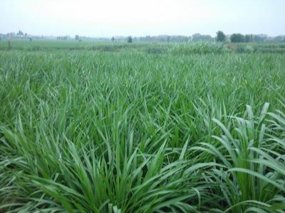 矮象草种植技术介绍及价值