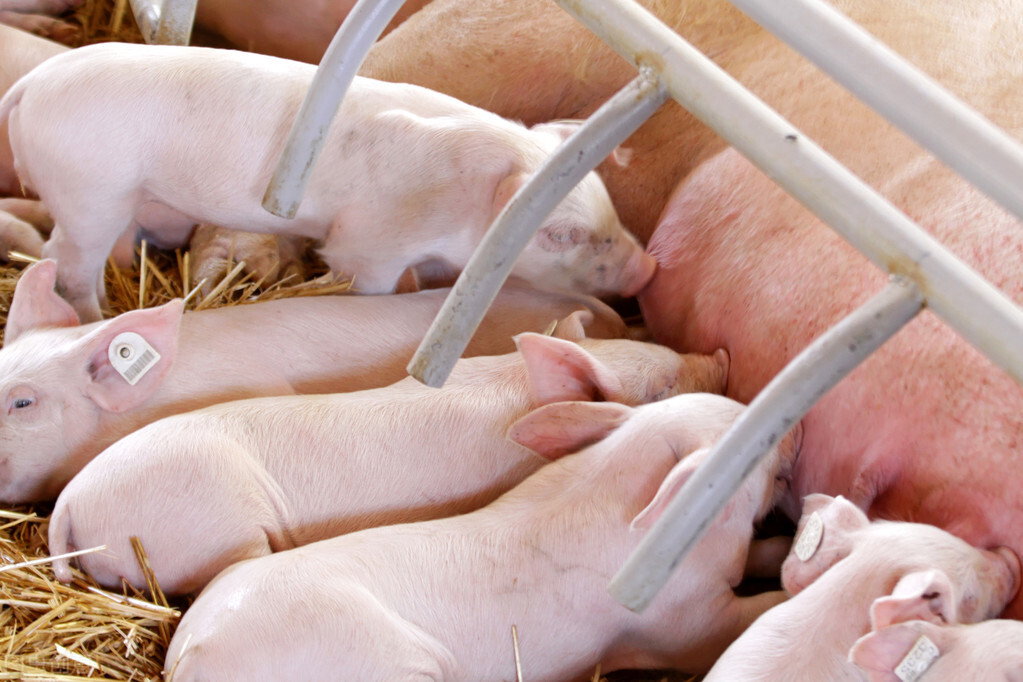 猪价一跌不起，肉价跌5%，生猪存栏将恢复正常，猪价要大跌？