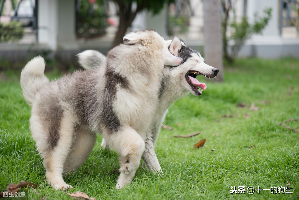 什麽是犬髖關節發育不良？犬髖關節發育不良會出現哪些信號？