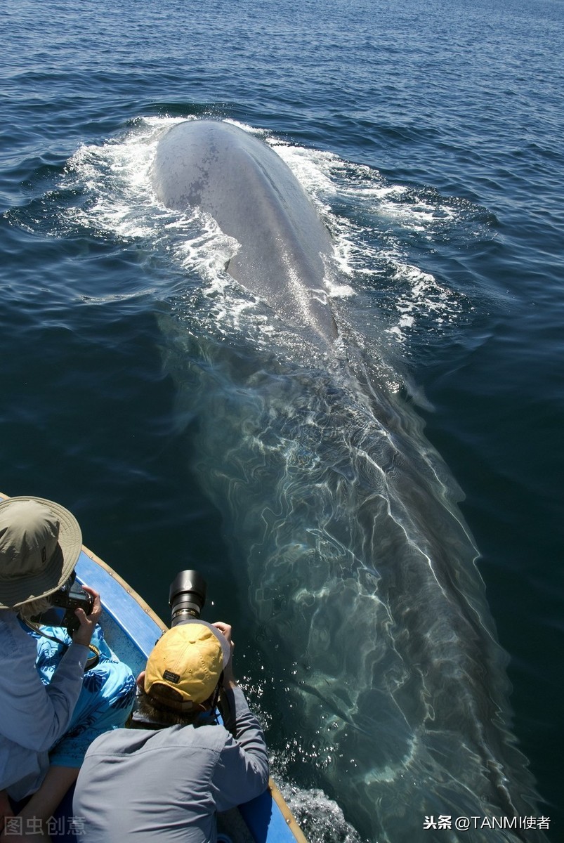一大群蓝鲸聚集在旧金山水域，科学家们兴奋不已