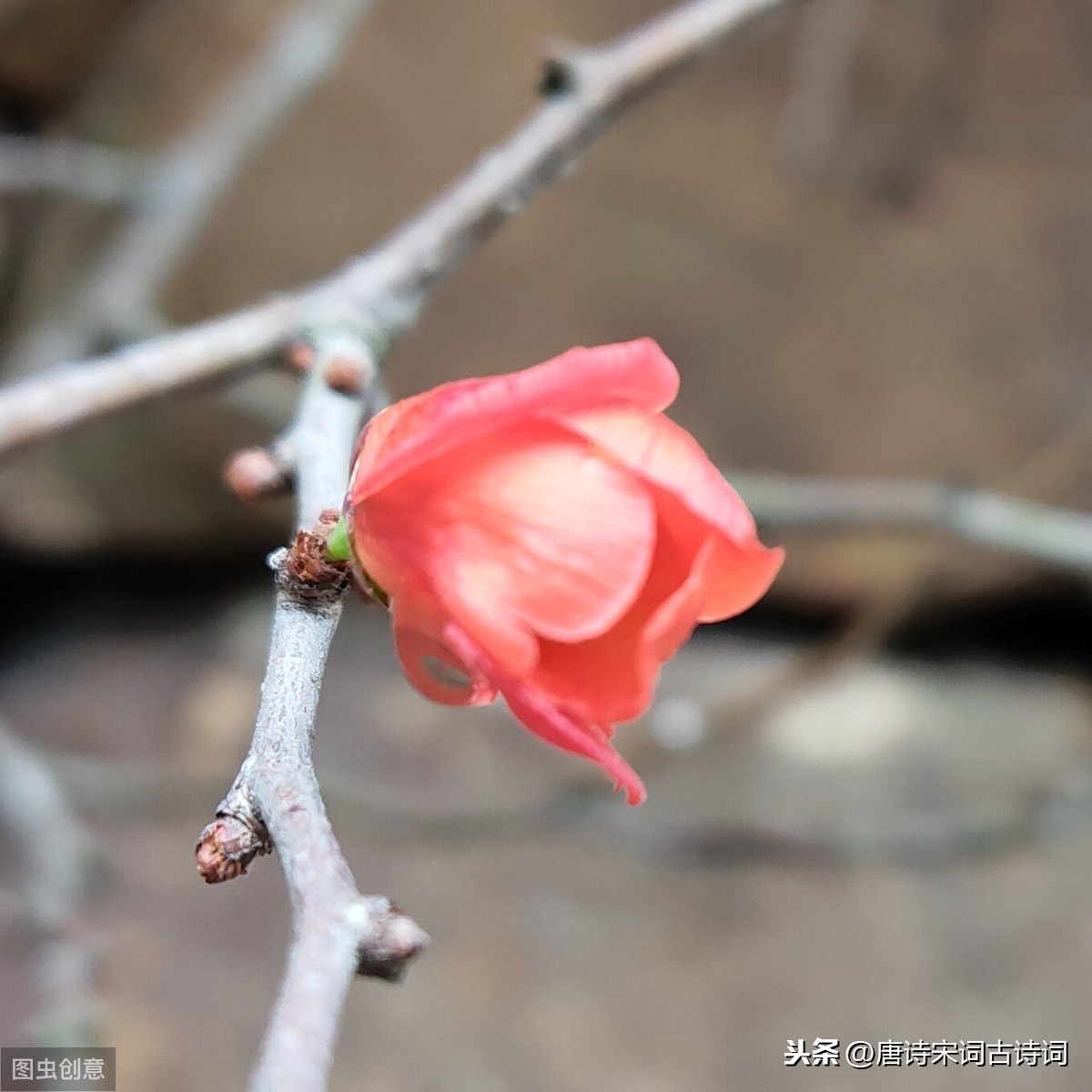 宋词里的冬天，美得楚楚动人-第5张图片-诗句网