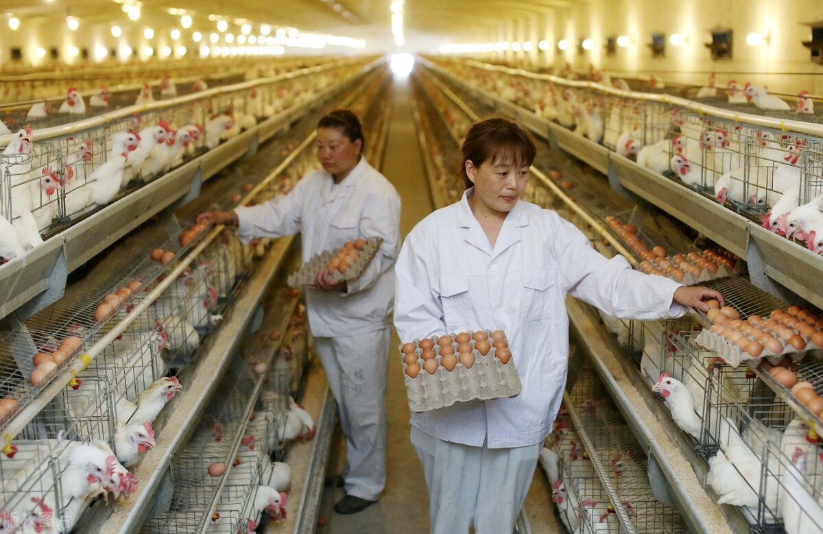 蛋价弱中上涨，牛羊肉阴跌不止，近期能否迎来反弹？21养啥赚钱