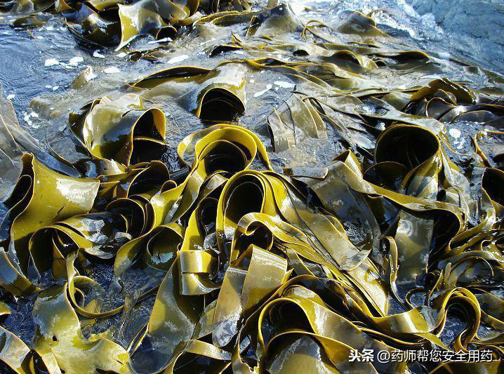 药食同源系列之——海藻