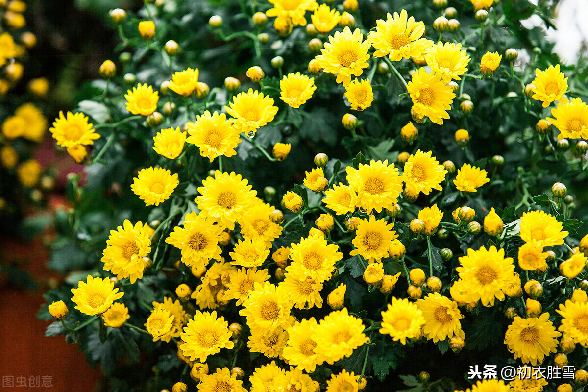 秋花美詩 秋花不比春花早 開到秋花也是春 Mp頭條