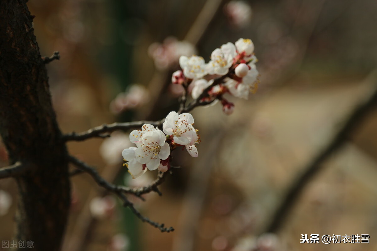 晏几道蕴藉温柔的梅花情词：江南未雪梅花白，淡烟微月中